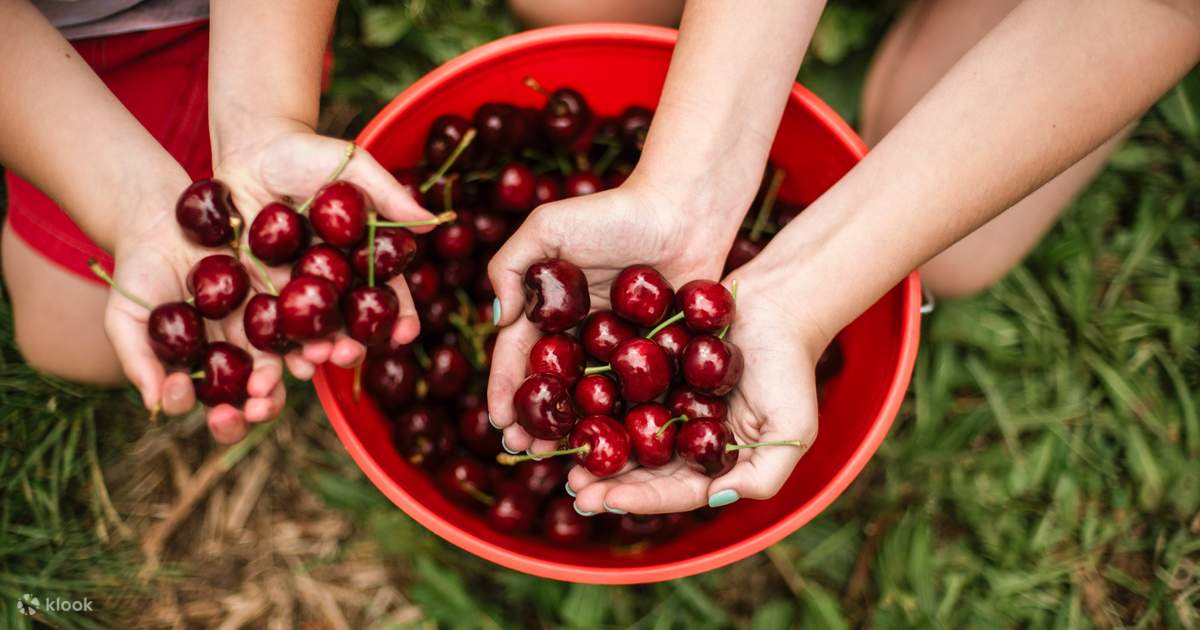 Cherry Picking at CherryHill Orchards Klook Australia